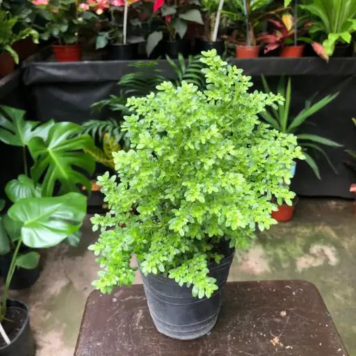 Pilea Microphylla "Helecho arroz"