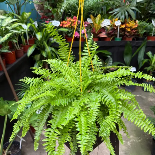 Nephrolepis cordifolia "Helecho serrucho" colgante