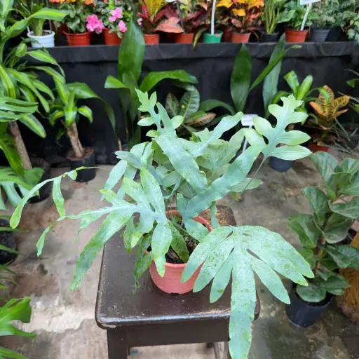 Helecho Phlebodium blue star