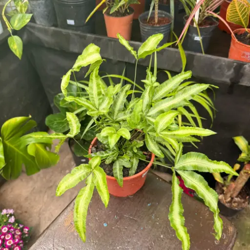 Pteris vittata "Helecho Pteris"