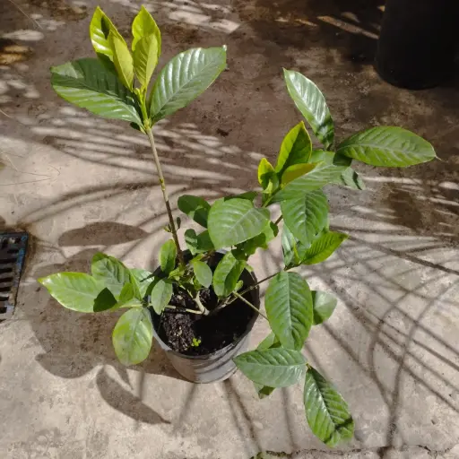Gardenia jasminoides "Jazmín del cabo" chico