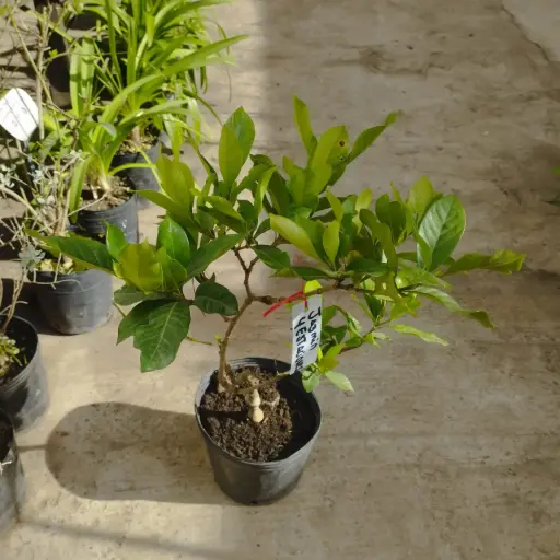 Jazmín 4 estaciones(gardenia augusta 4 floraciones anuales)