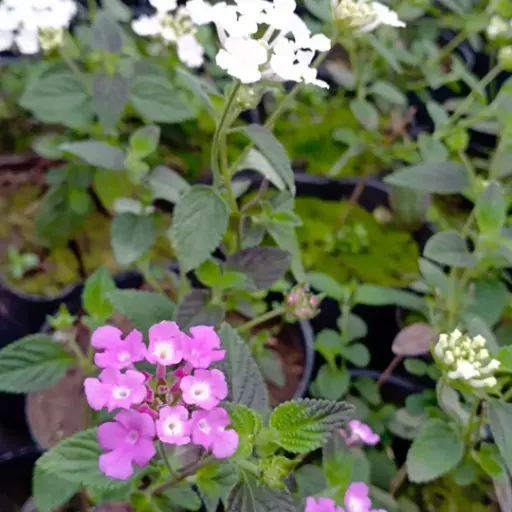 Lantana pastazensis plantín