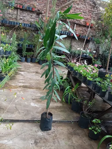 Nerium oleander "Laurel de jardín" Mac 3 litros