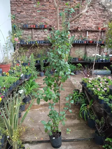 Viburnum tinus "Laurentino" grande