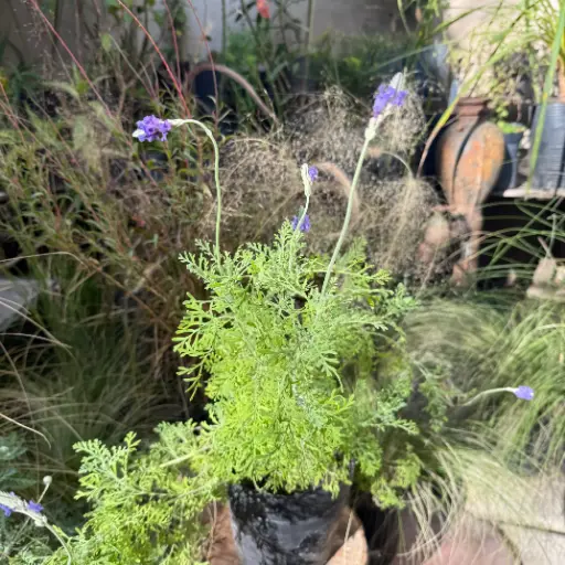 Lavandula multifida "Lavanda multifida" Mediana