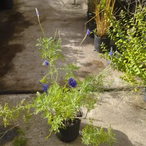 Lavandula multifida "Lavanda multifida" Mediana
