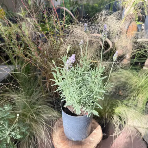 Lavandula dentata "Lavanda" Mediana