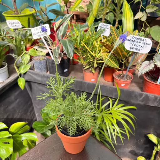 Lavandula pinnata "Lavanda pinata" plantín