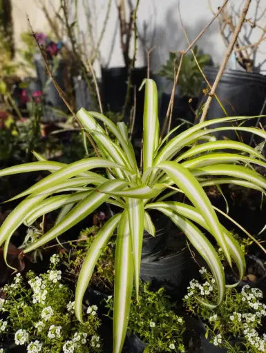 Chlorophytum comosum "Lazo de amor" plantín