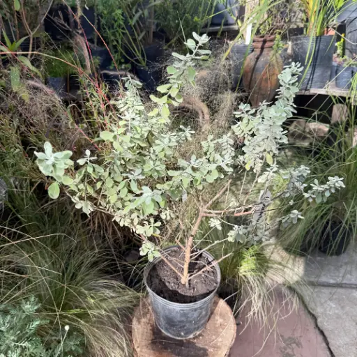 Leucophyllum frutescens "Cenizo"