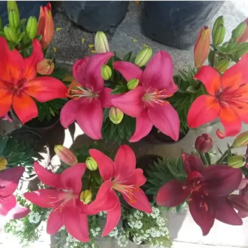 Lilium Maceta N°12 simple 