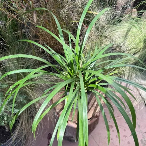Liriope muscari