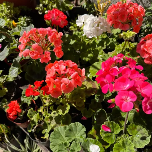 Pelargonium x hortorum "Malvón"