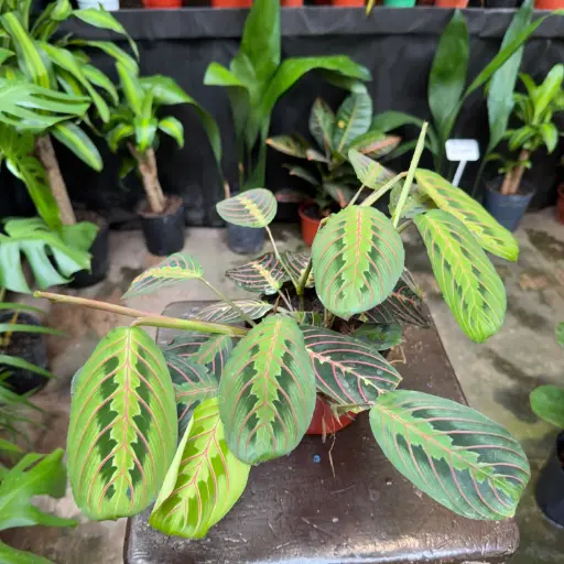 Maranta