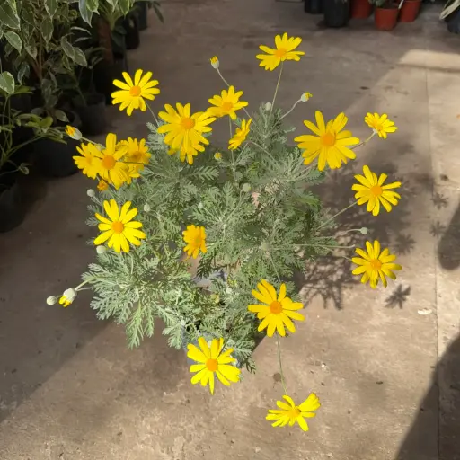 Margarita amarilla Maceta 3 litros