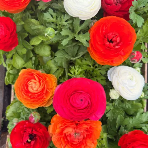 Ranunculus asiaticus "Marimonia"