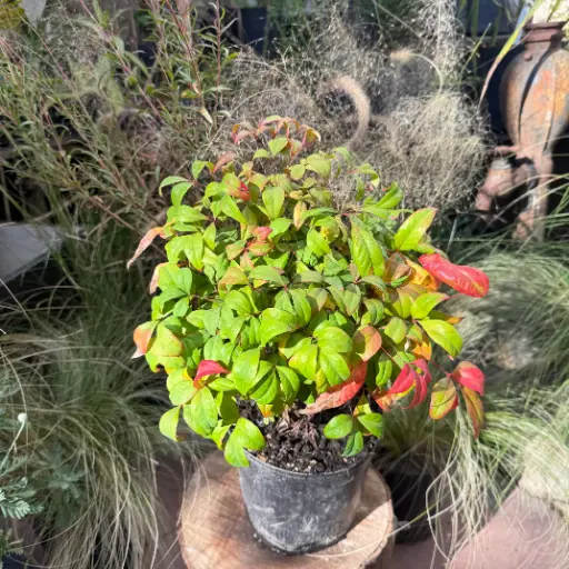 Nandina Pygmaea firepower "Nandina doméstica"