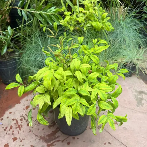 Nandina domestica "Firepower" hoja ancha petisa chica