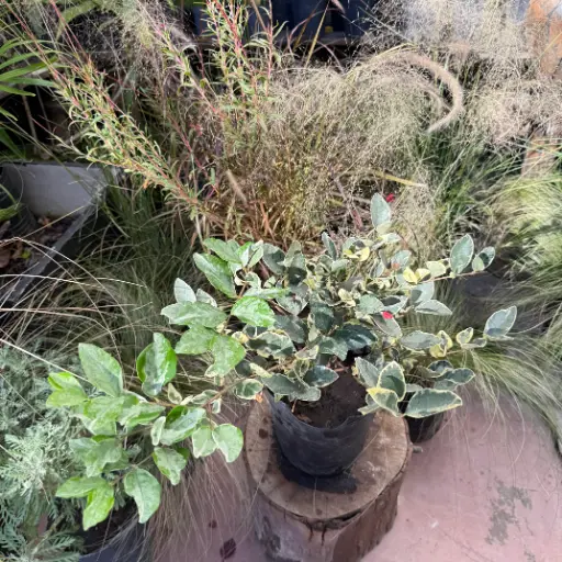 Ligustrum japonicum 'Texanum' "Olea texana aurea"