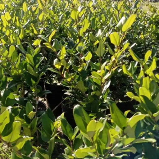 Ligustrum japonicum 'Texanum' "Olea texana aurea"