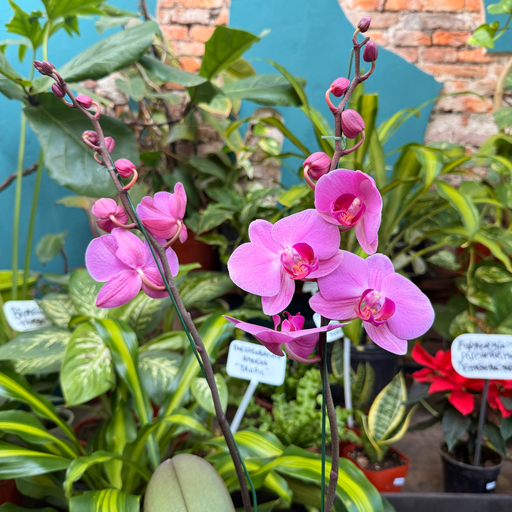 Orquídea Phalaenopsis dos varas