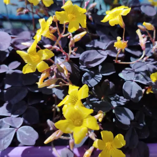 Oxalis Rubra