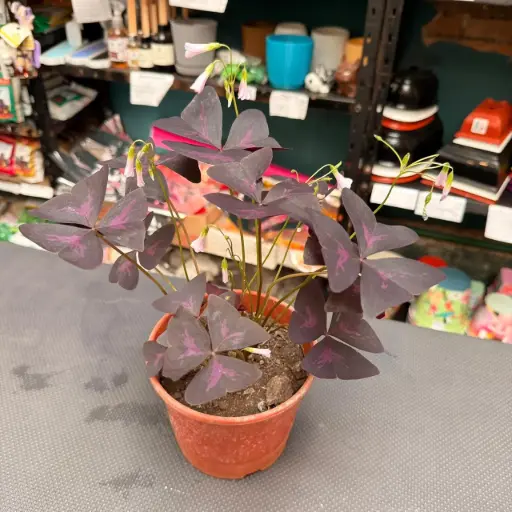 Oxalis triangularis "Trébol mariposa"
