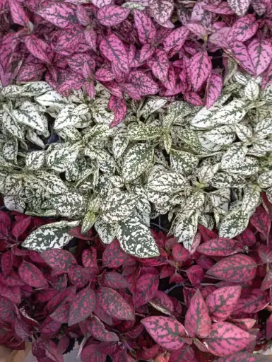 Hypoestes phyllostachya "Paleta de pintor" plantín