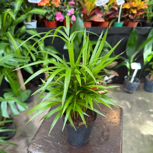 Euterpe edulis "Palmito" chico