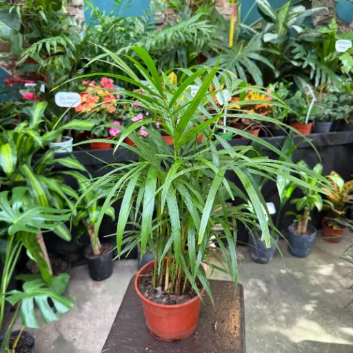 Palmito Maceta N°15