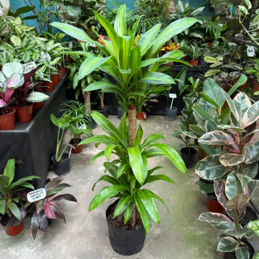 Dracaena fragrans "Palo de agua" Maceta 15 litros