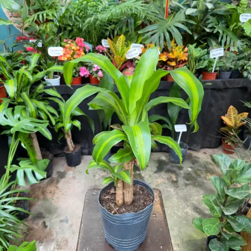 Dracaena fragrans "Palo de agua" Maceta 3 litros