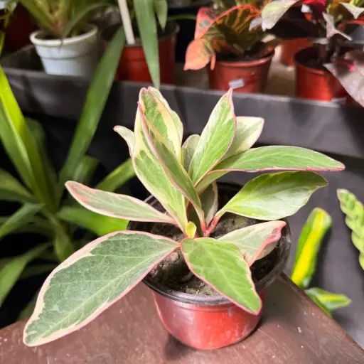 Peperomia marmolada 