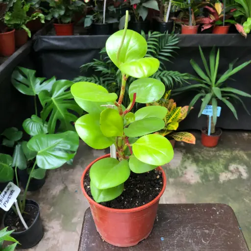 Peperomia Lemon