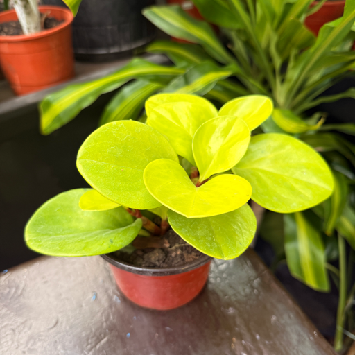 Peperomia obtusifolia 'Lime' "Peperomia Lemon"