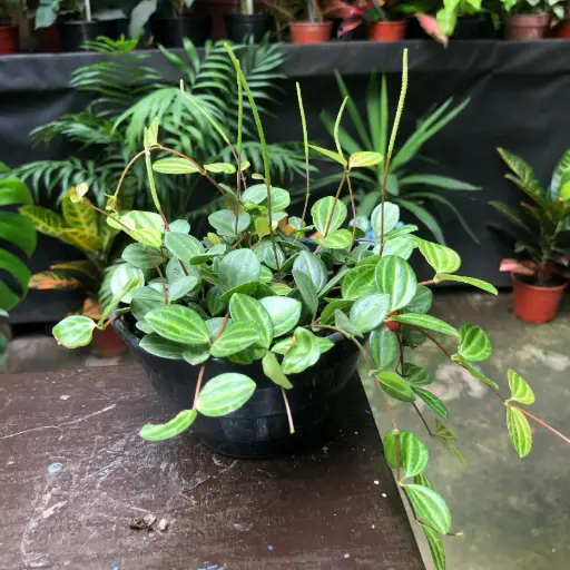 Peperomia Sandía