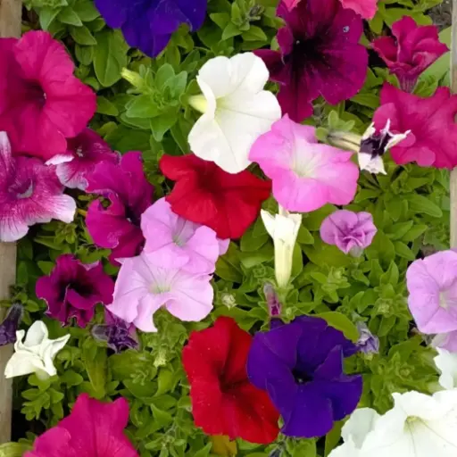 Petunia x hybrida "Petunia" plantin