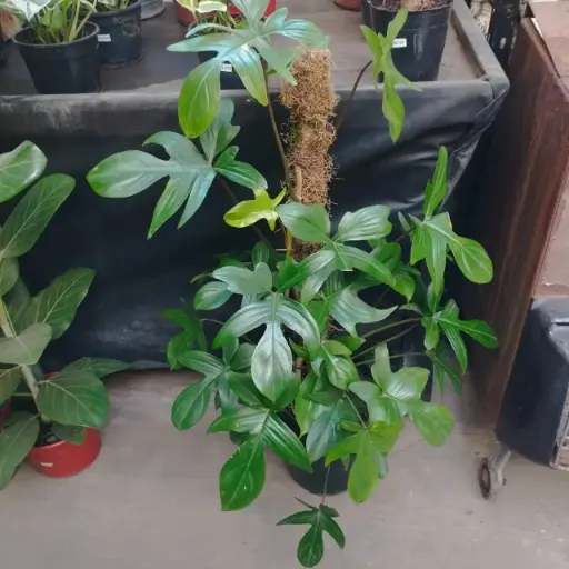 Philodendro Florida tutor Maceta N°21