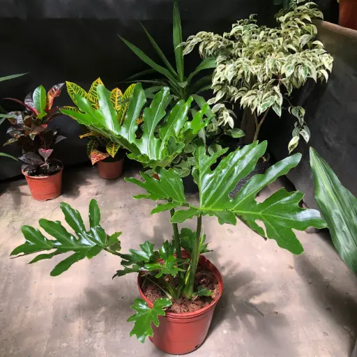 Thaumatophyllum bipinnatifidum "Philodendro Misionero" mediano