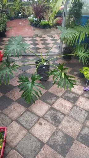 Thaumatophyllum bipinnatifidum "Philodendro Misionero" grande