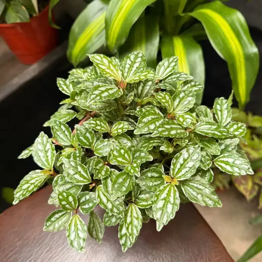 Pilea cadierei "Planta de sandía"