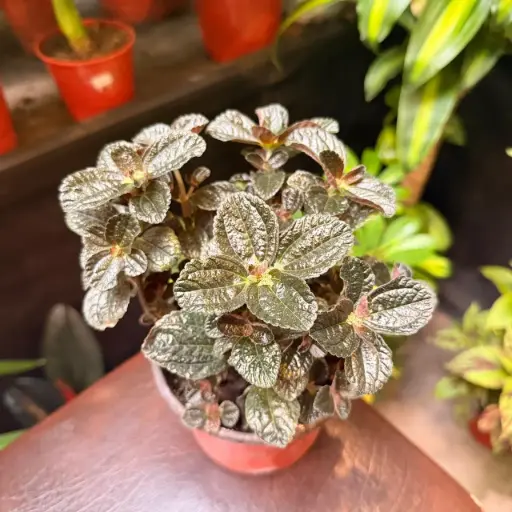 Pilea repens "Pilea negra"