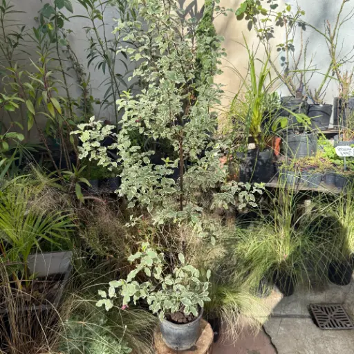 Pittosporum silver queen Maceta 4 litros