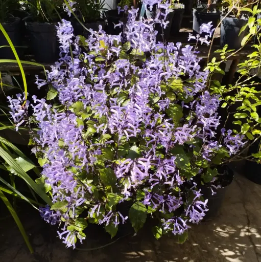 Plectranthus Mona Lavender grande