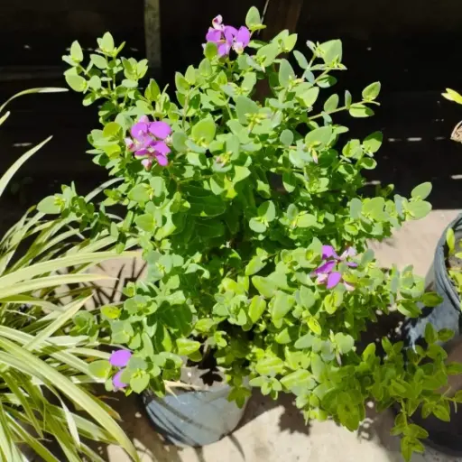 Polygala myrtifolia "Polygala"
