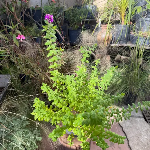 Polygala myrtifolia "Polygala"
