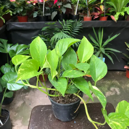 Epipremnum aureum "Pothus" plantín 