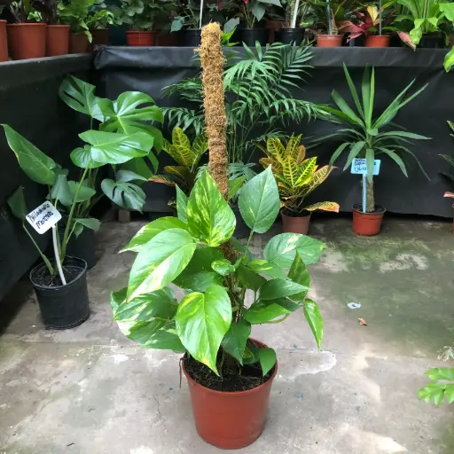 Epipremnum aureum "Pothus" tutor 