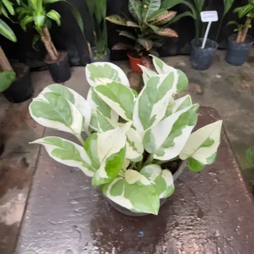 Epipremnum aureum "Pothus blanco" Maceta N°12